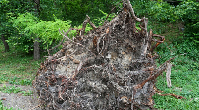 Entsorgung Wurzelstöcke