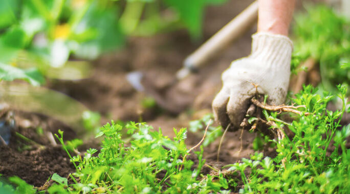 Neophyten-Bekämpfung